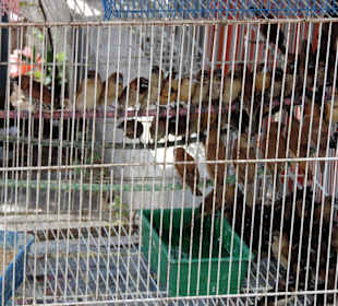 Pocztówki z GeorgeTown - starówka