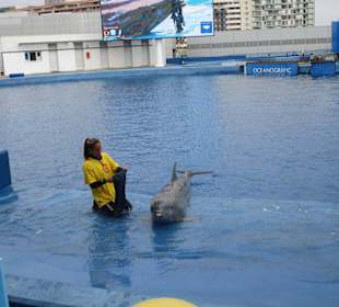 Aquarium / Oceanongrafic