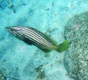 Spitzkopf-Zackenbarsch