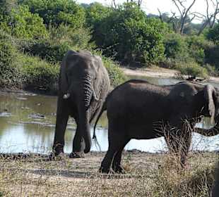Elefanten am Wasserloch