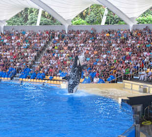 Orca Show