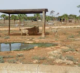 Zoo