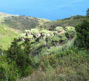 Inselrundfahrt La Palma