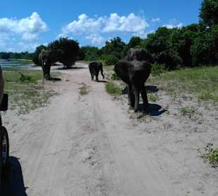 Elefanten im Chobe Nationalpark