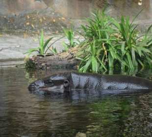Singapur Zoo