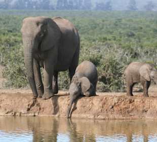 Addo Elephant Park