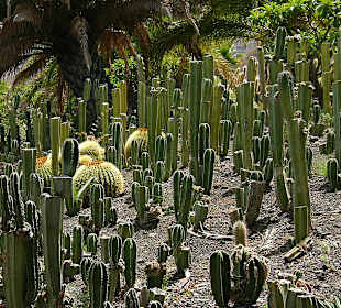 Cactualdea - Innenbereich