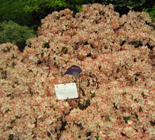 Fiori in esposizione