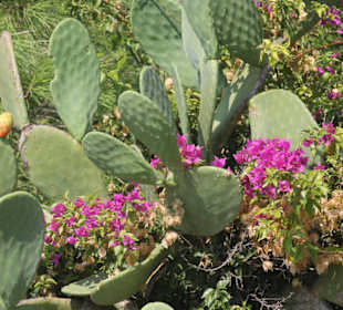 Allgemeine Ortsbeschreibung Stromboli