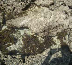 Ausflug Glasbodenboot Diani Beach