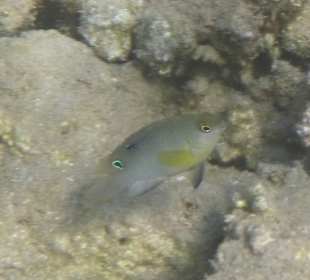 Schnorcheln Makadi Bay