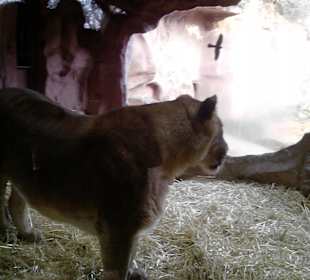 Dicht bei den Löwen