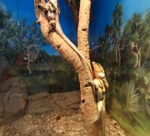 Stadtrundgang Sydney