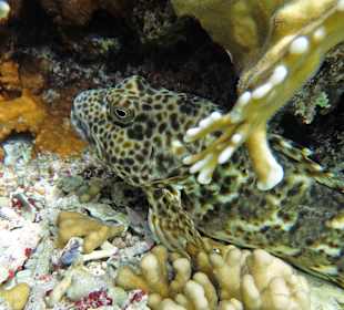 Riesen-Korallenwächter 30cm