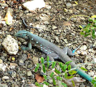 Impressionen vom Rundgang durch den Kräutergarten