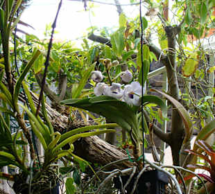 In Pregetter's Orchideengarten