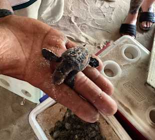 Schildkrötenschlüpfstation