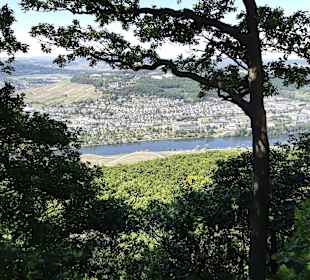Wandern Zeltingen-Rachtig