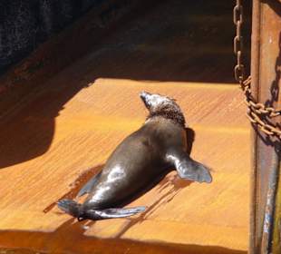 Robben / Seehunde in Hafenbecken