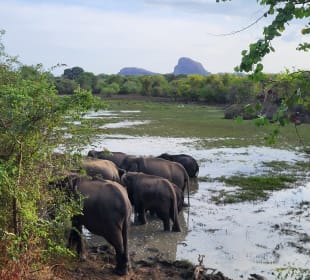 Yala Nationalpark 