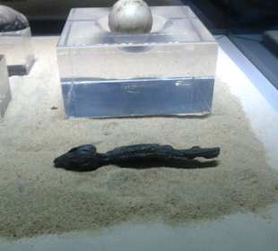 Kom Ombo - Krokodil-Museum