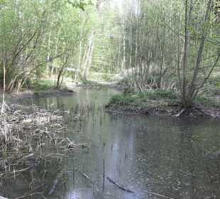 Barfußpfad Firstwald