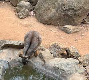 Featherdale Wildlife Park