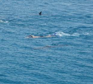 Schnorcheln mit Delfinen