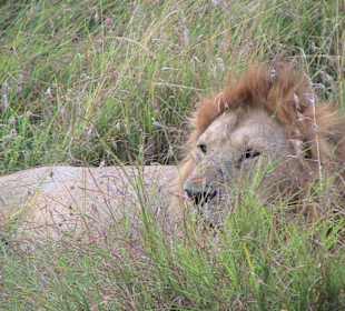 Löwe in der Mara