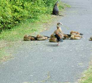 Wildgänse und Nutrias