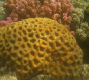 Korallenriff Fantasy - Hirnkoralle