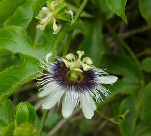 Passionsblume im S.Organic
