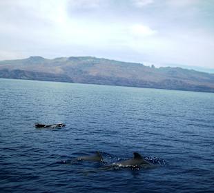 Whale-Watching live... Pilotwale