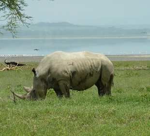 Nashorn am Lake Nakuru