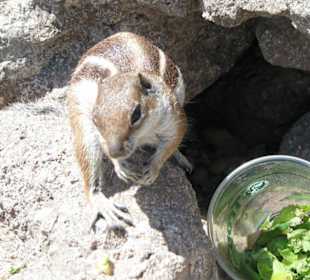 Zahme Streifenhörnchen (Erdmännchen)
