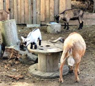 Süße kleine Ziegen