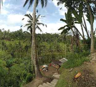 Blick auf die Reisterrassen