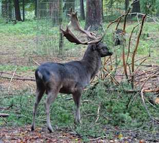 Rundgang durch den Wildpark Schwarze Berge