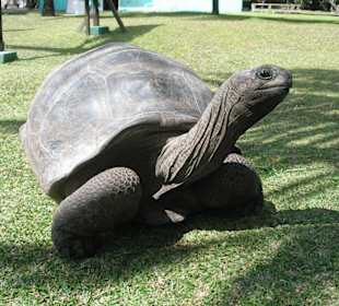 Riesenlandschildkröte auf der Insel Curieuse