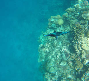 Домашний риф