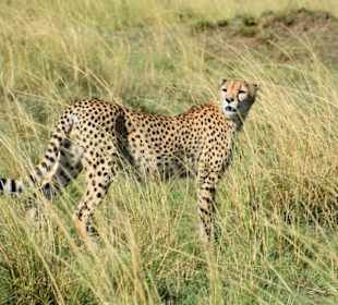 Masai Mara 
