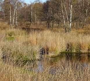 Hochmoorlandschaft um das Ewige Meer