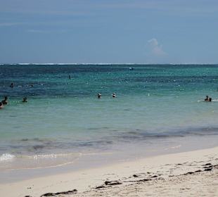 Seegras am Strand & flachen Wasser