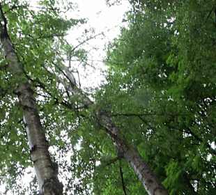 Baumlehrpfad Glacis Park