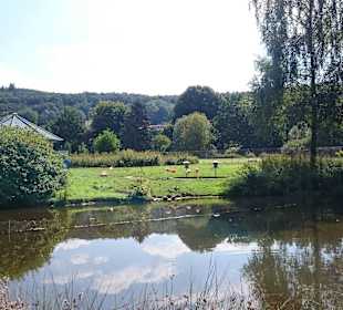 Teich mit Tieren