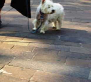 Mein Lieblingshund auch vor Ort