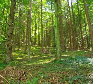 Der Therapeutische Wanderweg