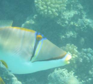  Arabischer Picassodrücker