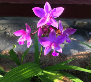 Balinesische Frabenpracht