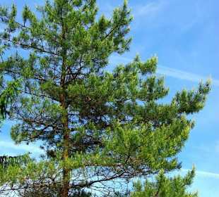 Wanderung zum Bärenfels